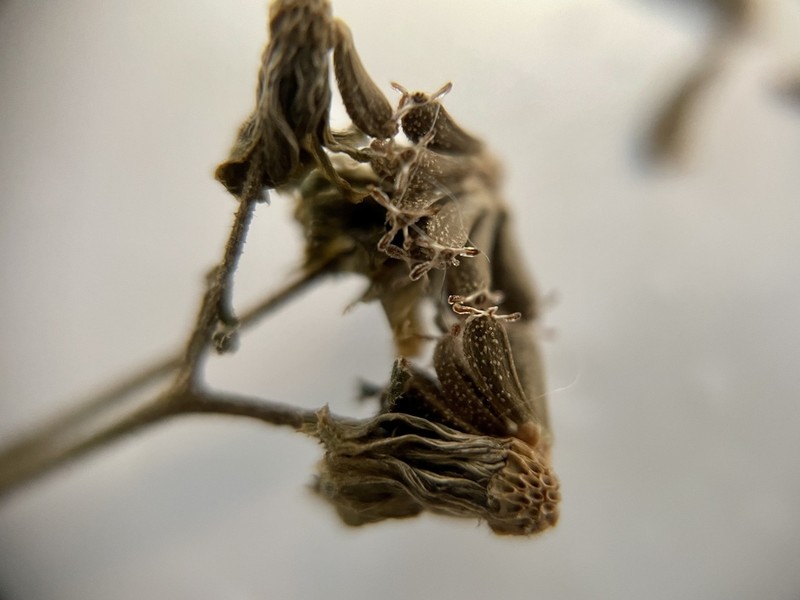 Adenostemma madurense photo 4