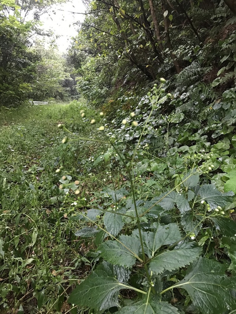 Adenostemma madurense photo 5