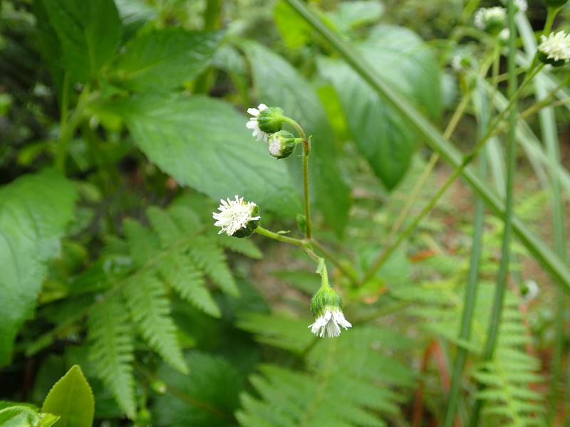 Adenostemma madurense photo 8