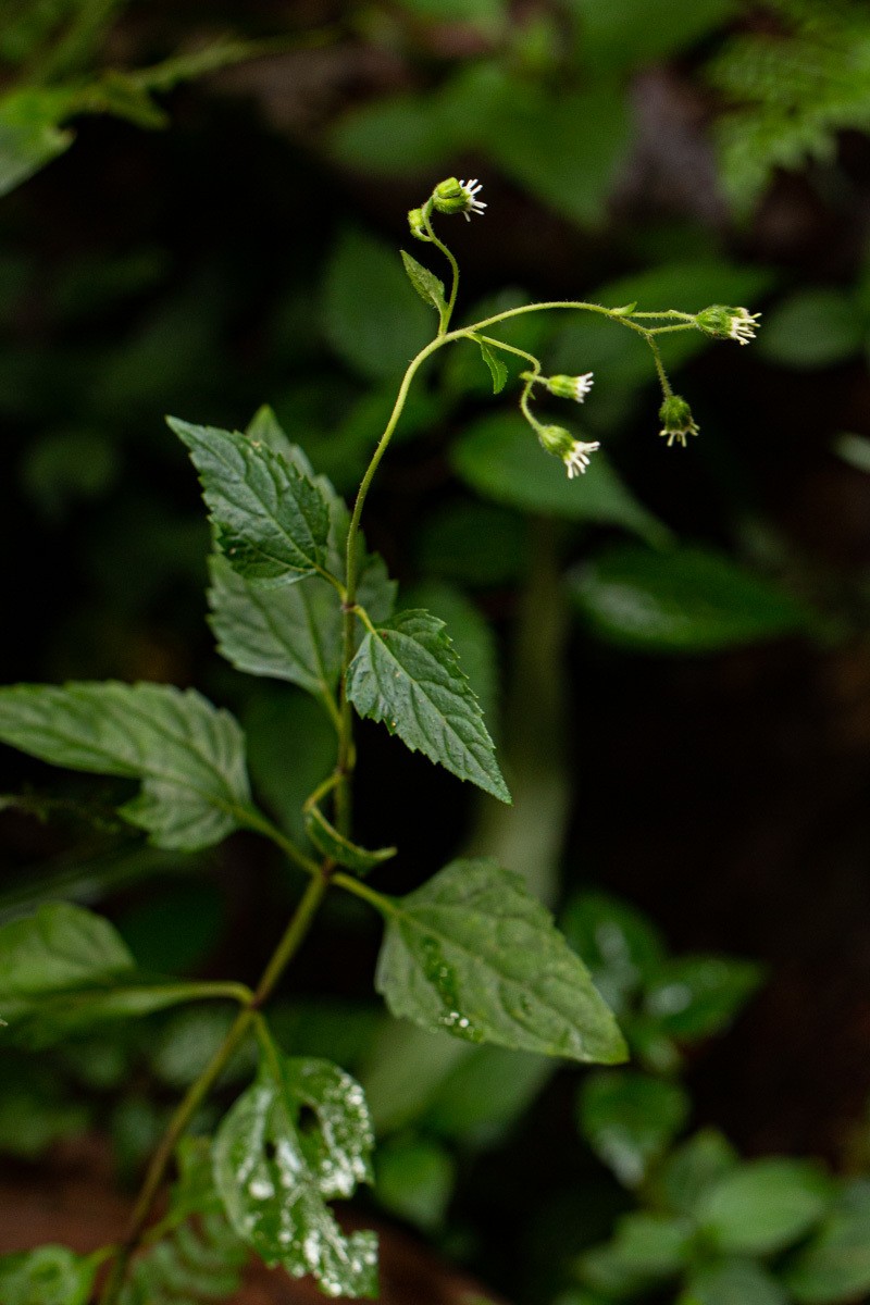 Adenostemma mauritianum photo 2