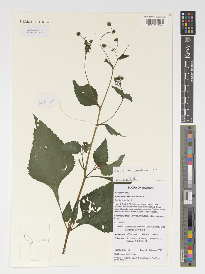 Adenostemma mauritianum photo 3