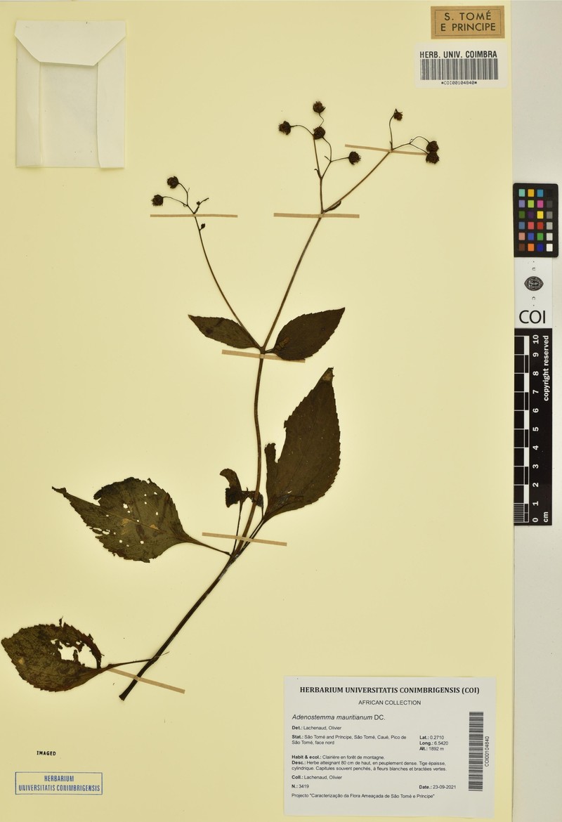 Adenostemma mauritianum photo 4