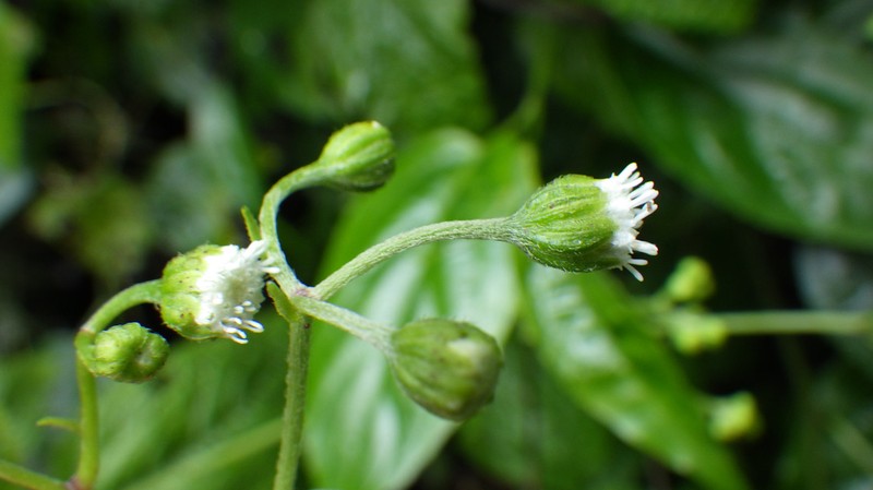 Adenostemma mauritianum photo 5