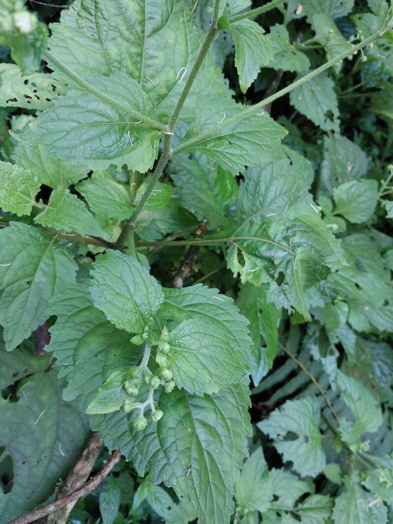Adenostemma mauritianum photo 6