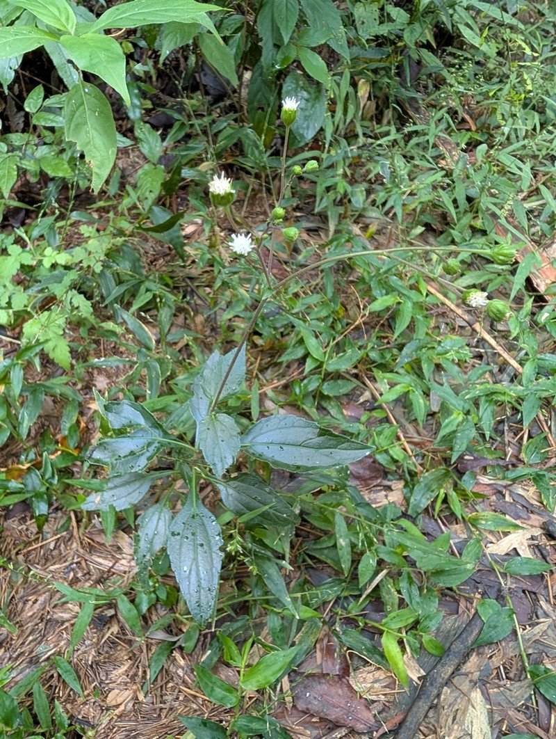 Adenostemma parviflorum
