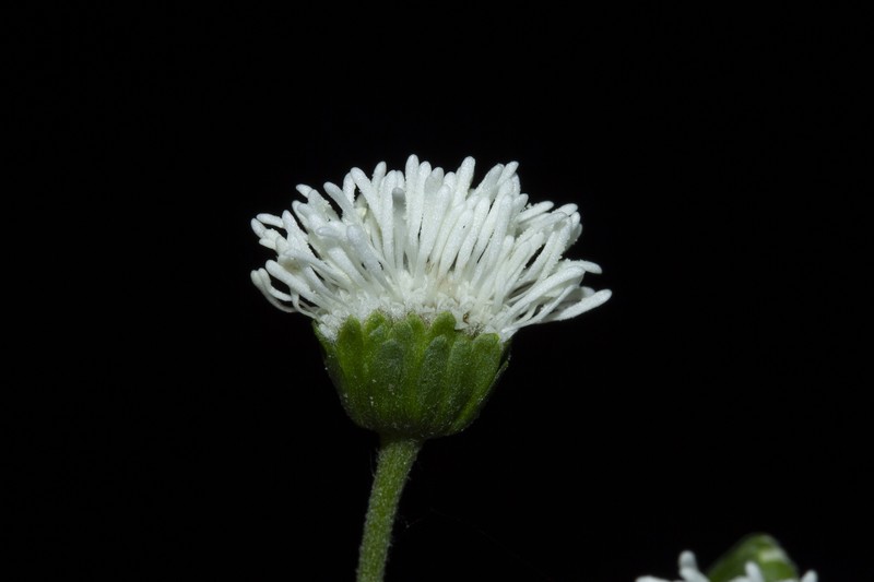 Adenostemma parviflorum photo 2