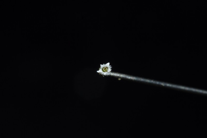 Adenostemma parviflorum