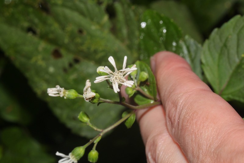 Adenostemma platyphyllum photo 2