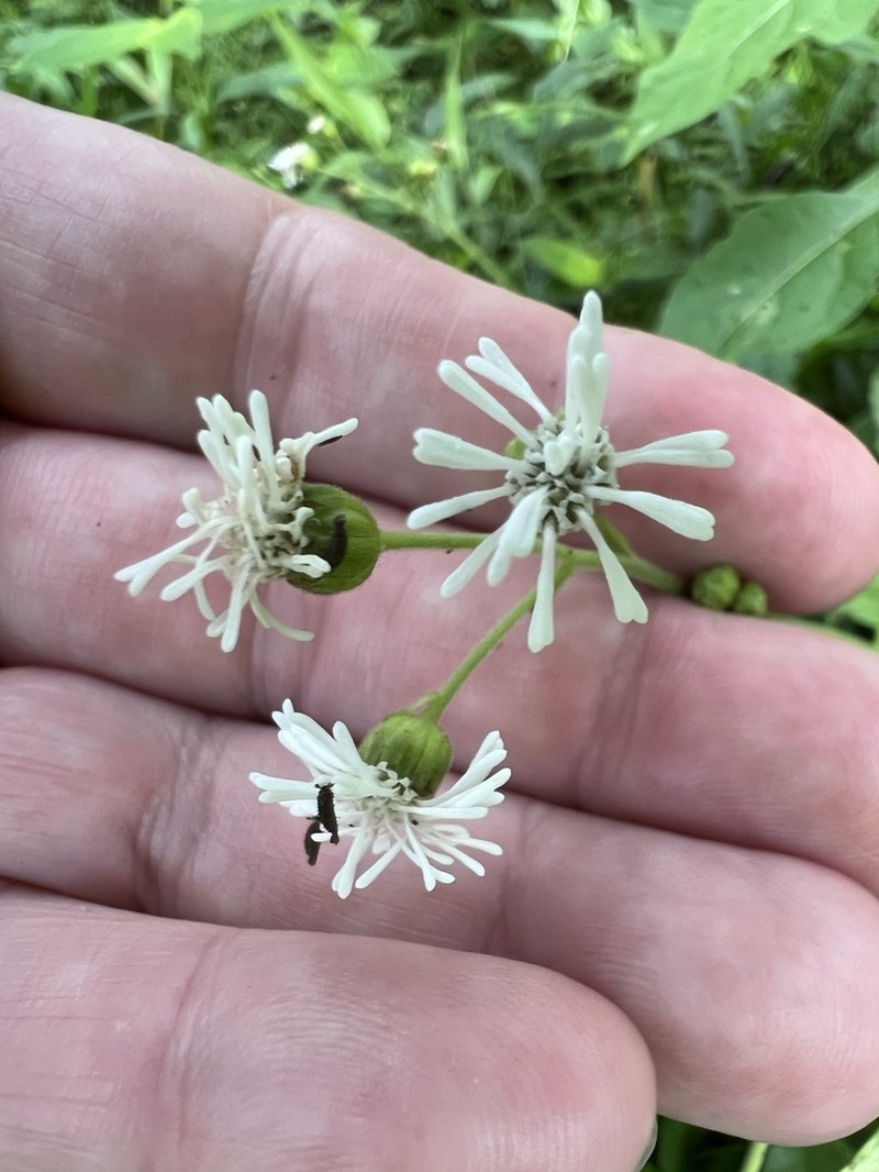Adenostemma platyphyllum photo 3