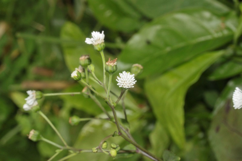 Adenostemma platyphyllum photo 4