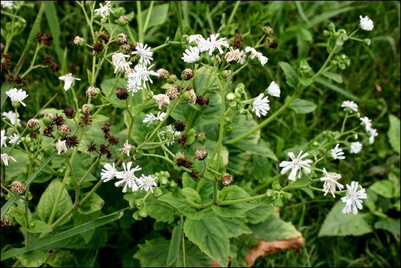 Adenostemma platyphyllum photo 5
