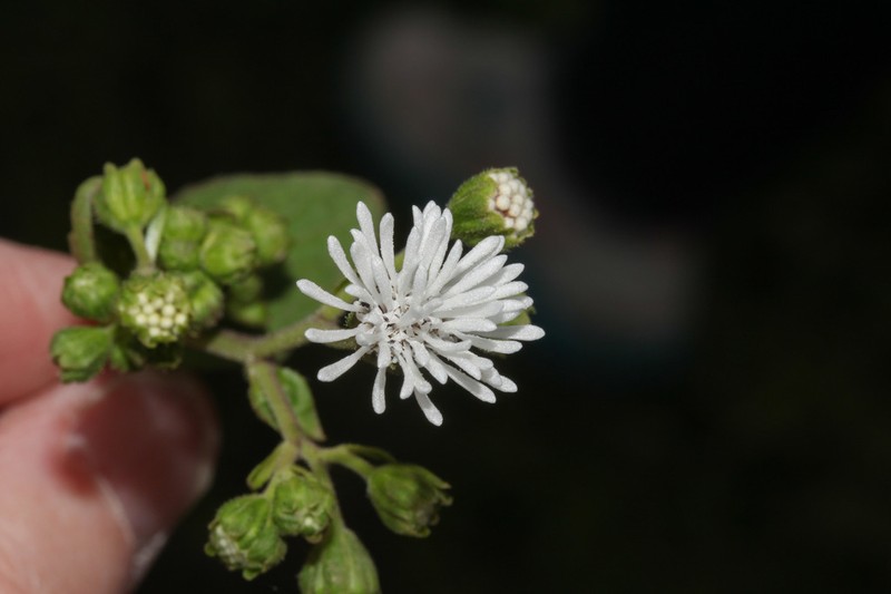Adenostemma platyphyllum photo 6