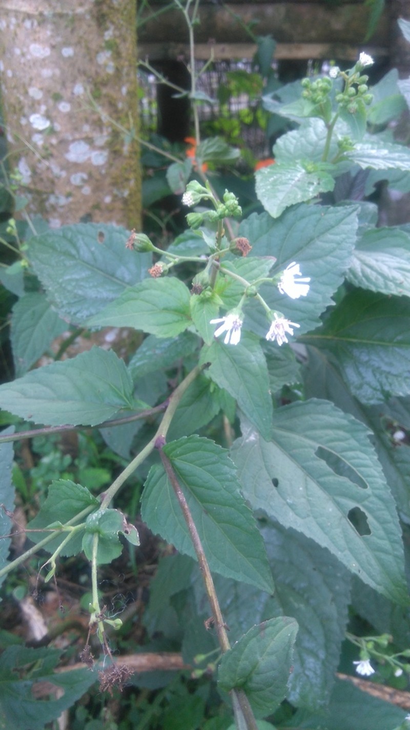 Adenostemma platyphyllum photo 7