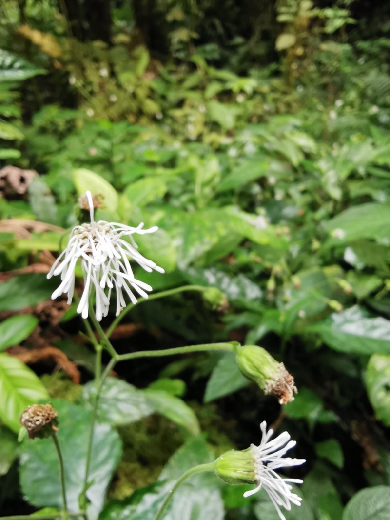 Adenostemma platyphyllum photo 8