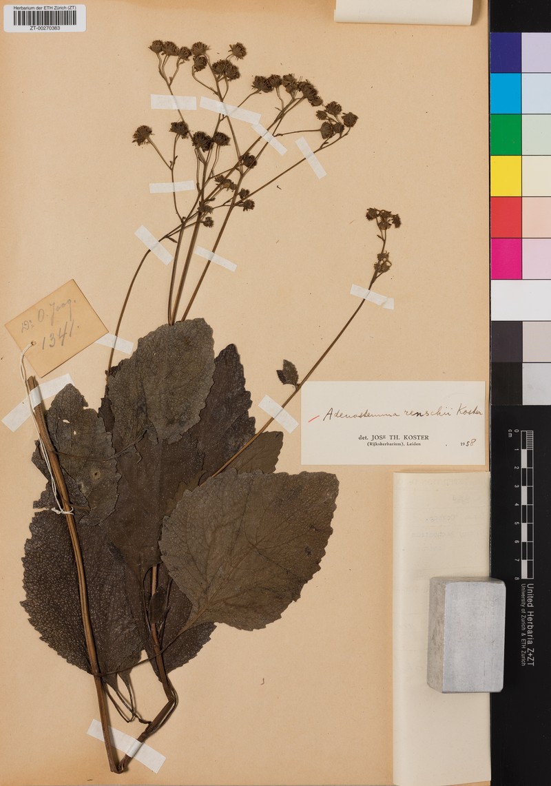 Adenostemma renschii