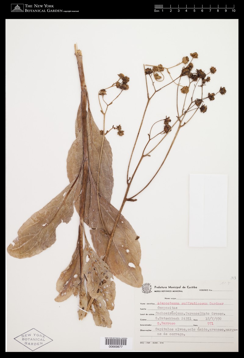 Adenostemma suffruticosum
