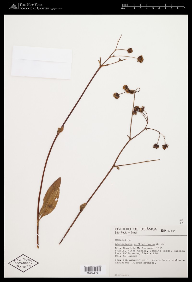 Adenostemma suffruticosum photo 2