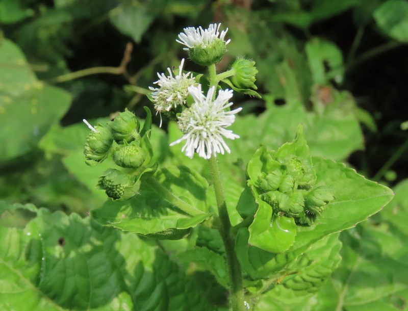 Adenostemma vargasii