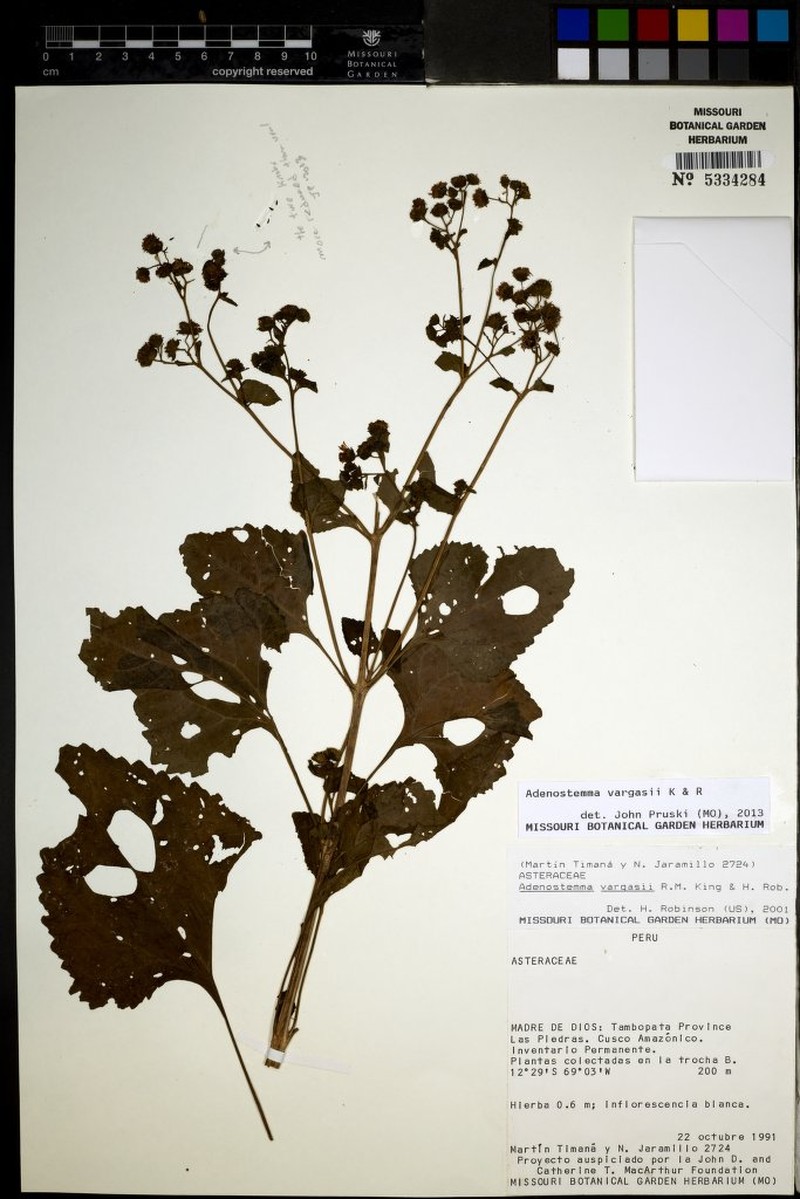 Adenostemma vargasii photo 2