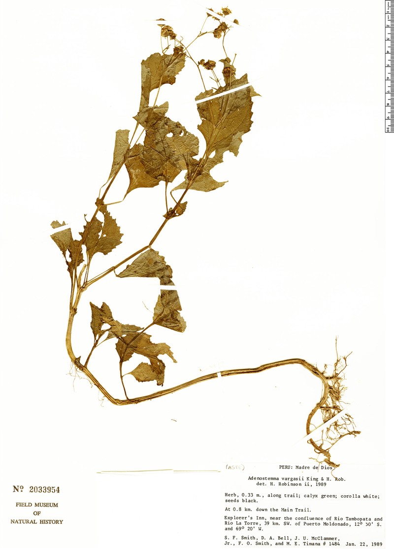 Adenostemma vargasii photo 3