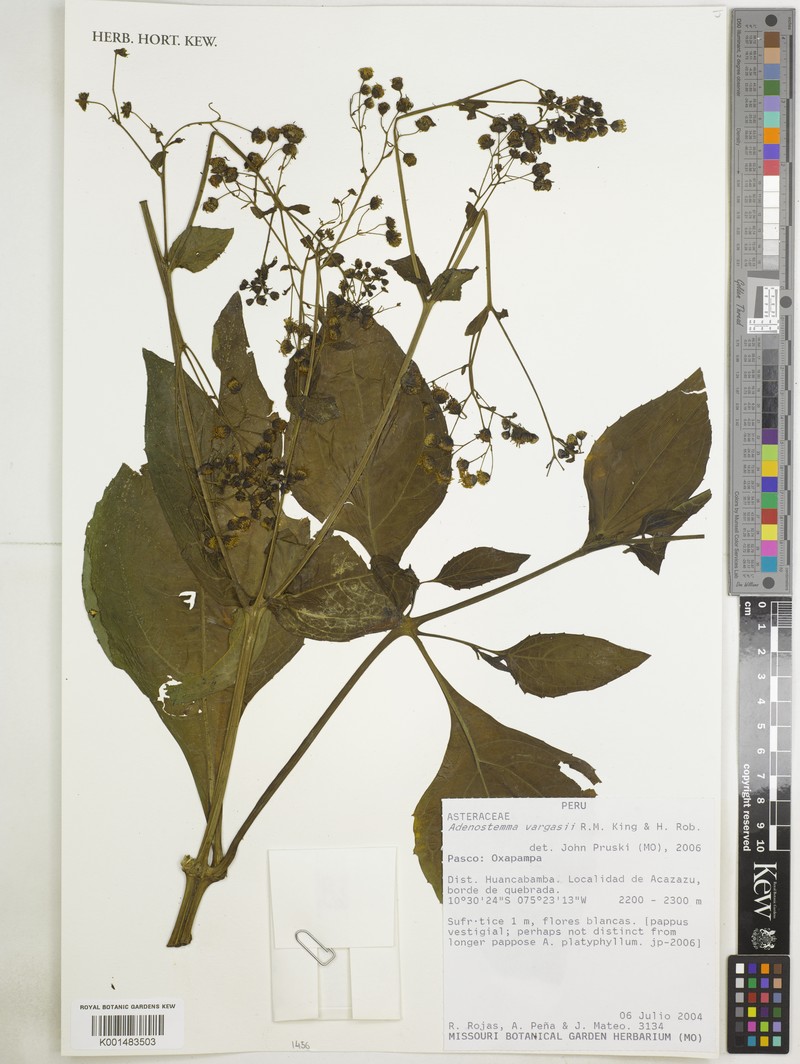 Adenostemma vargasii photo 4