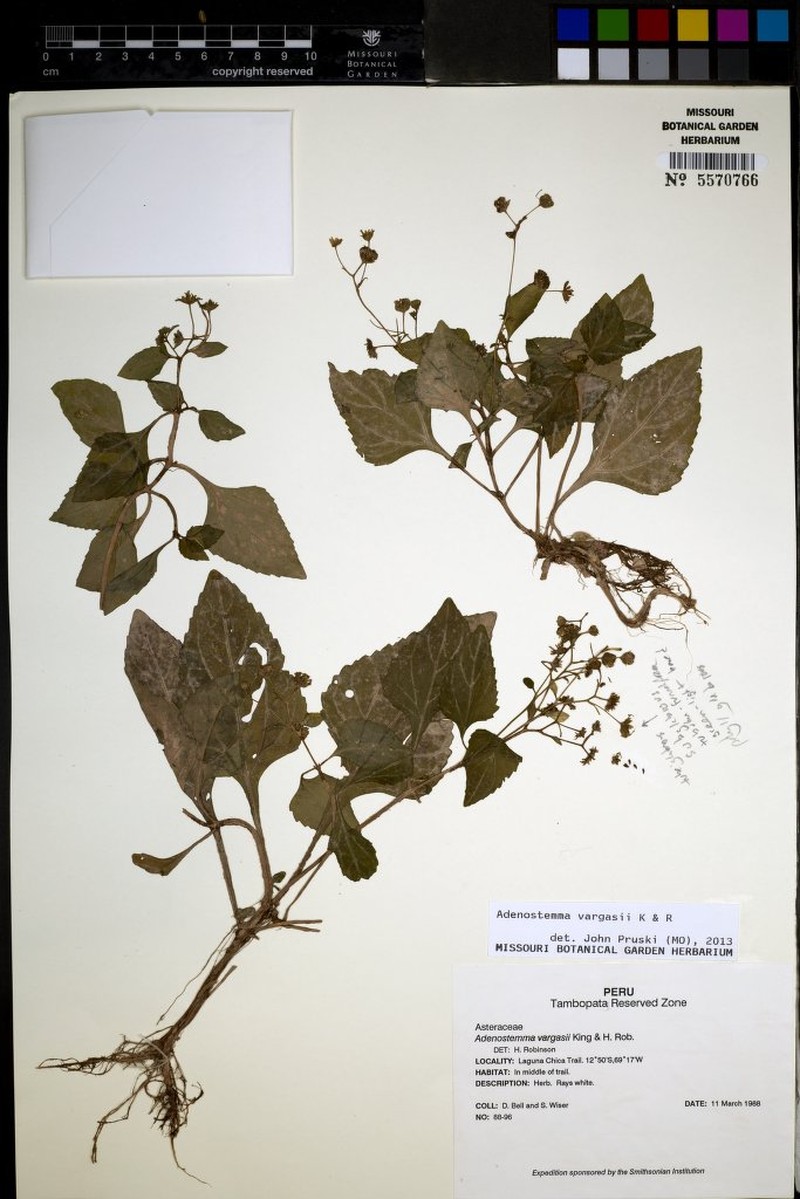 Adenostemma vargasii photo 5