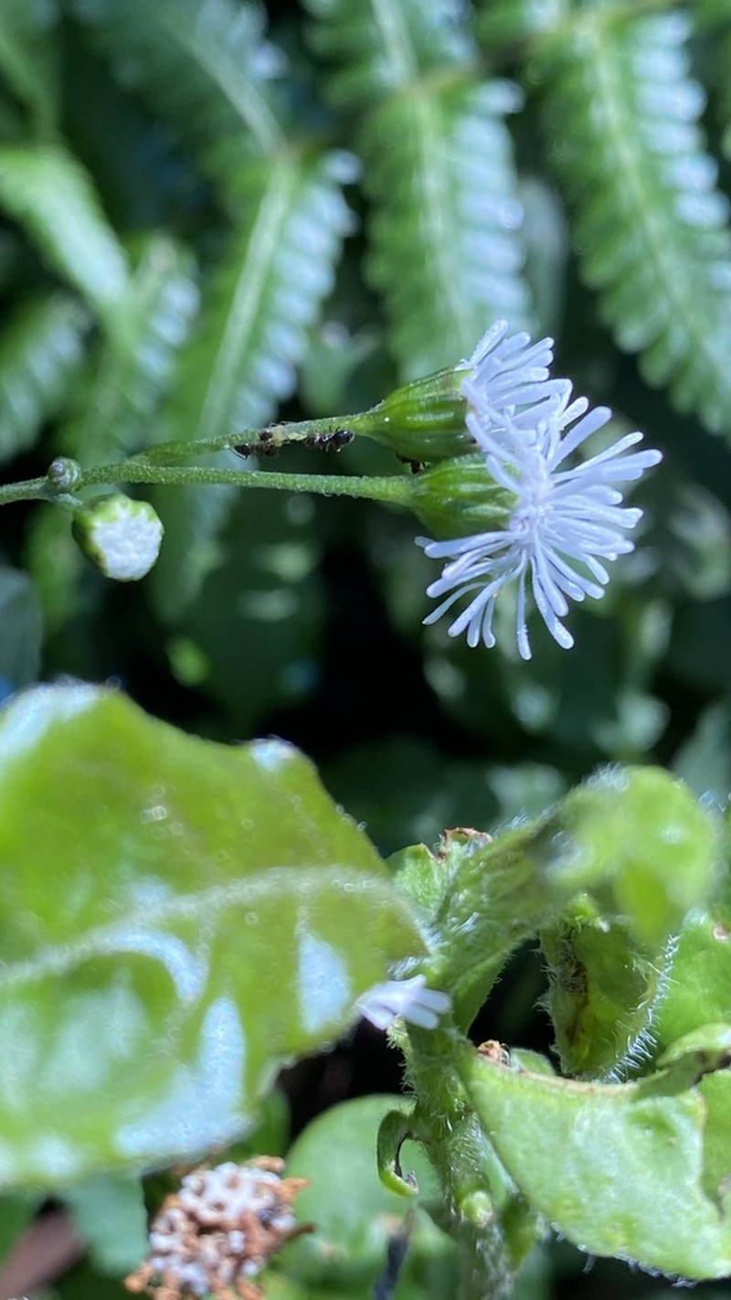 Tropical Medicineplant