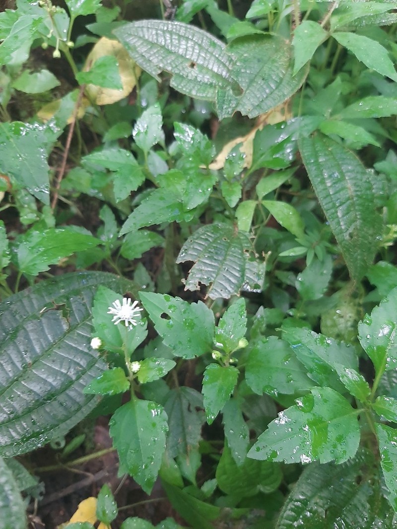 Tropical Medicineplant photo 2
