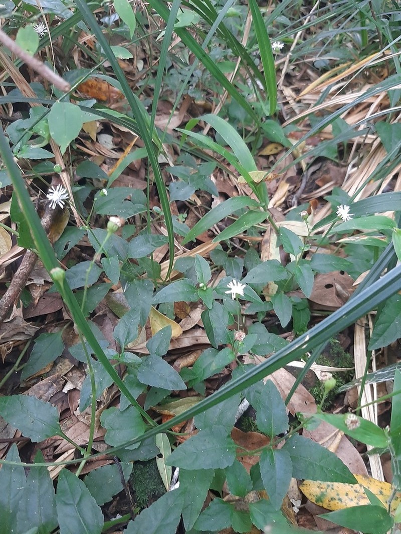 Tropical Medicineplant photo 3