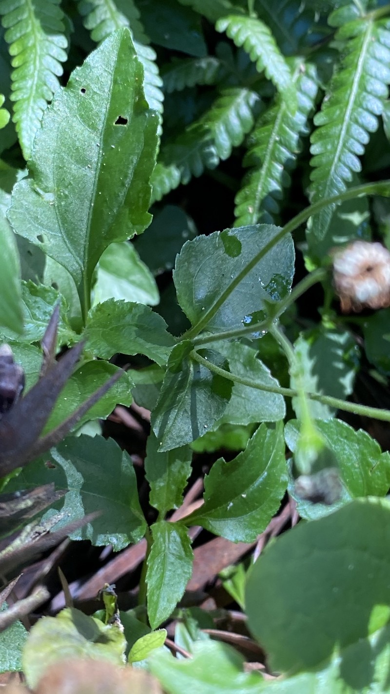 Tropical Medicineplant photo 4