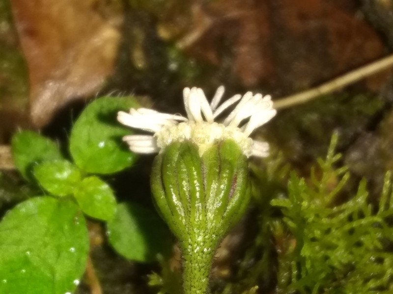 Tropical Medicineplant photo 5
