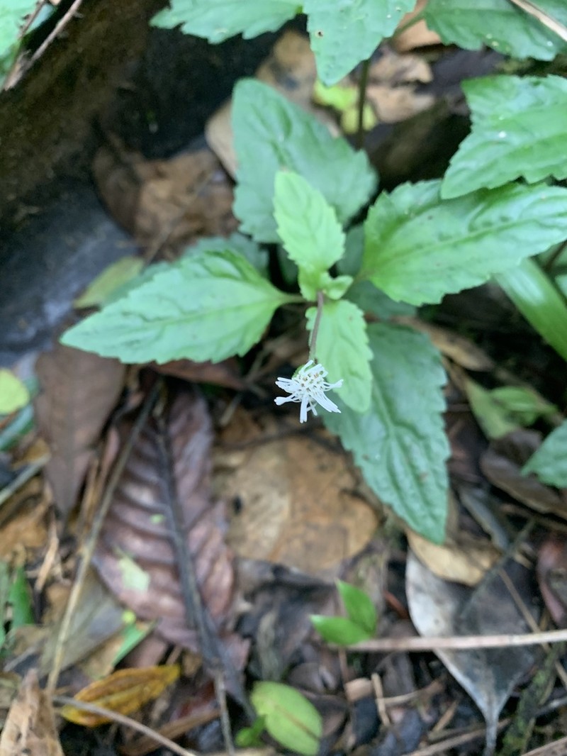Tropical Medicineplant photo 6