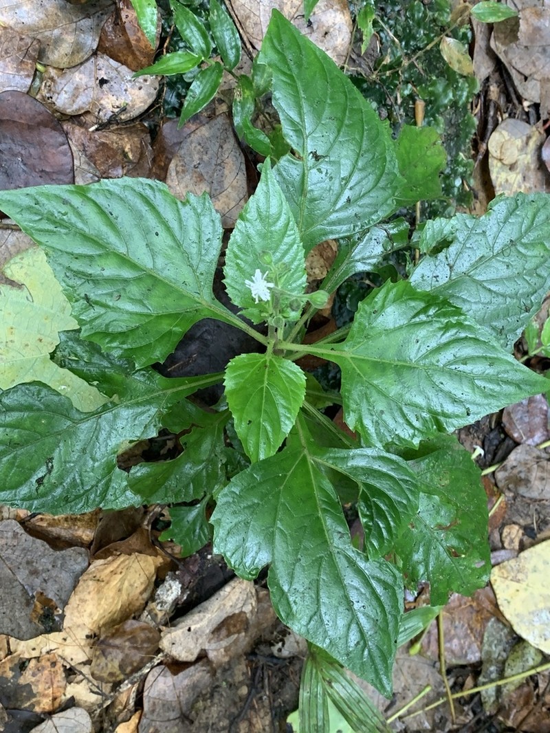 Tropical Medicineplant photo 7