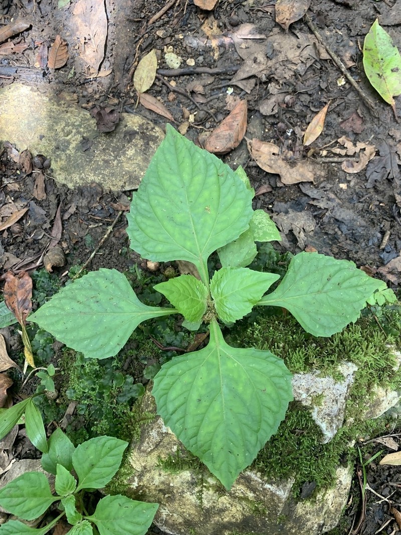 Tropical Medicineplant photo 8