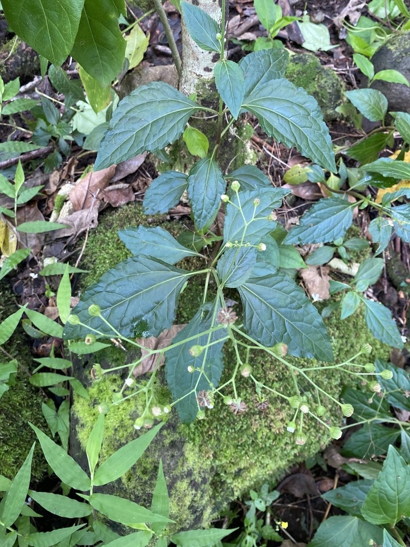 Adenostemma viscosum