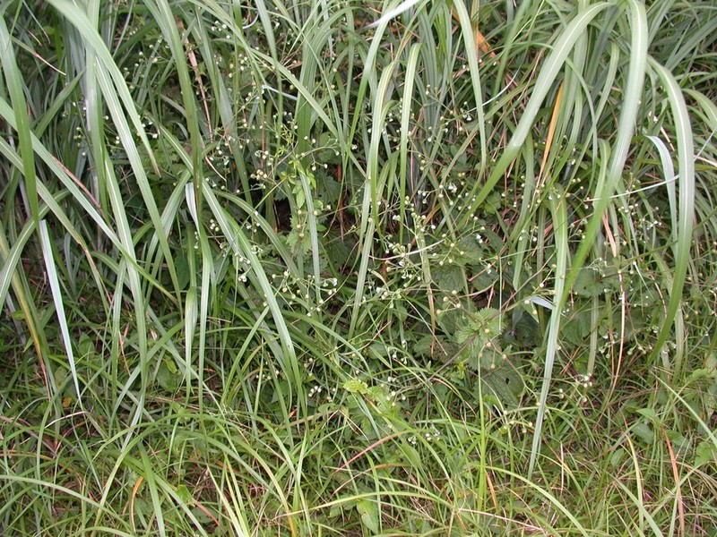 Adenostemma viscosum photo 2