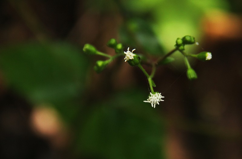 Adenostemma viscosum photo 3