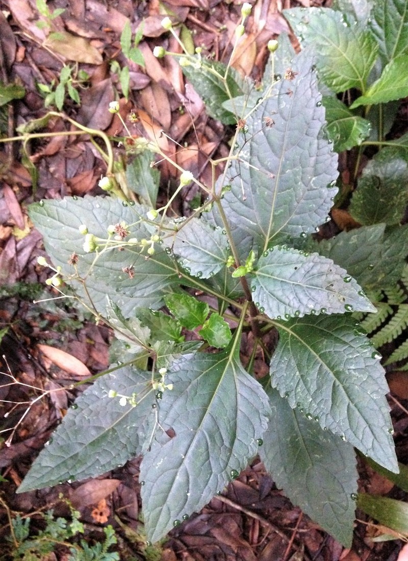 Adenostemma viscosum photo 4