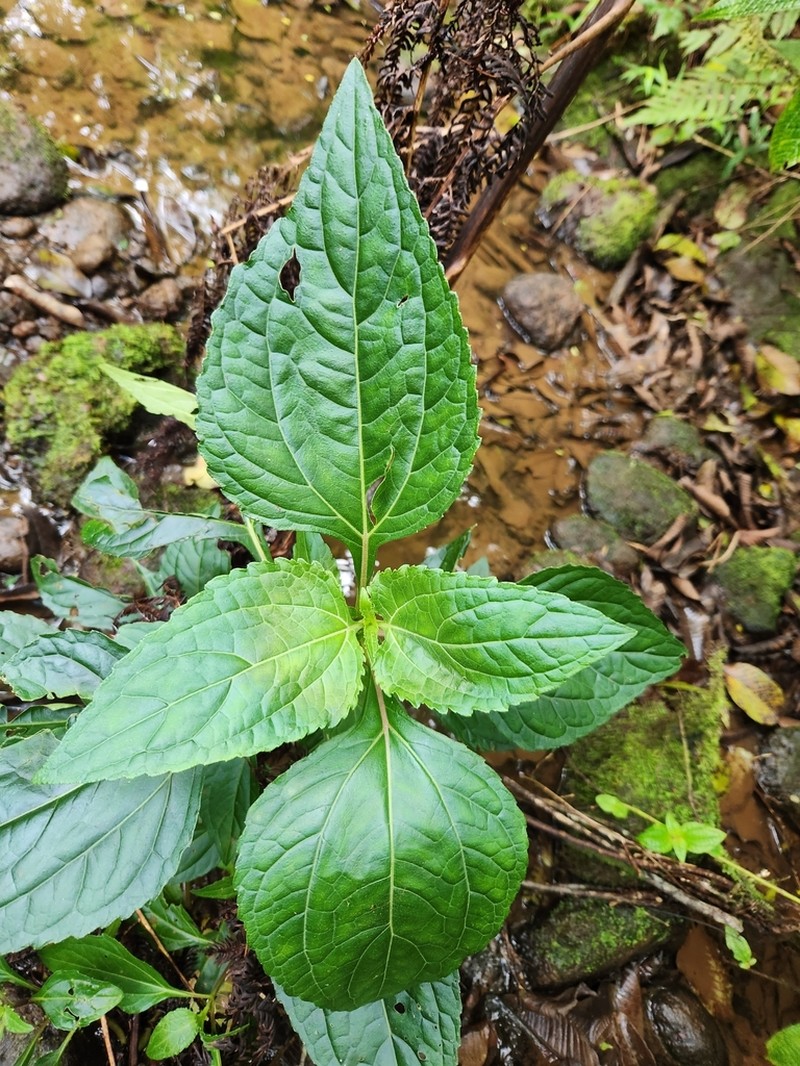 Adenostemma viscosum photo 5