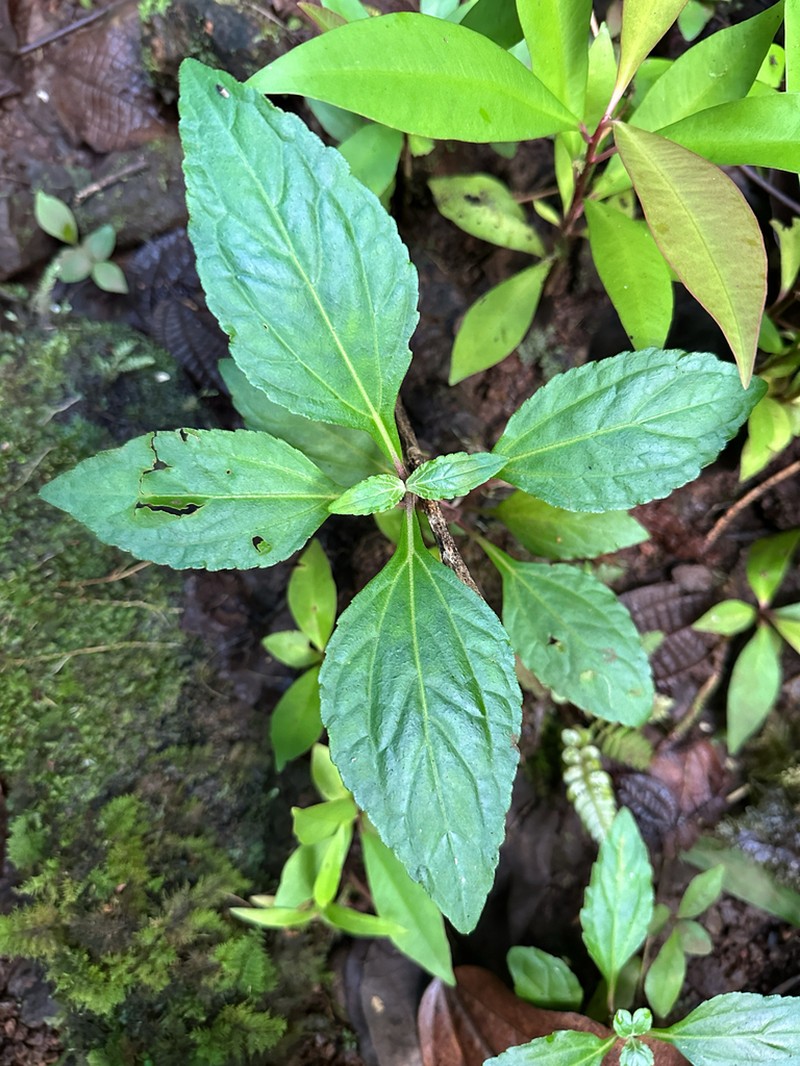 Adenostemma viscosum photo 6