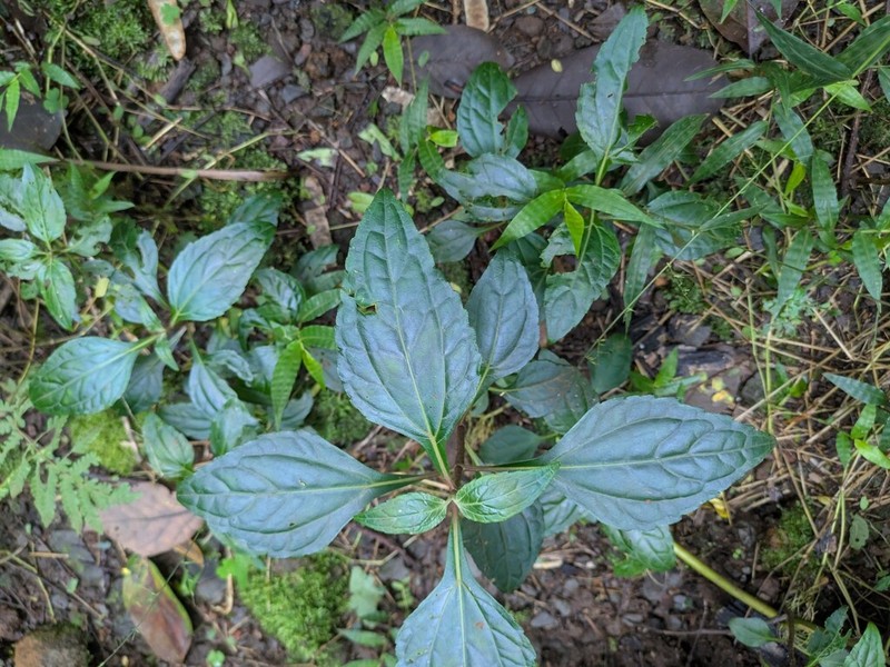 Adenostemma viscosum photo 7