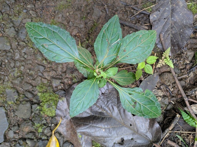 Adenostemma viscosum photo 8