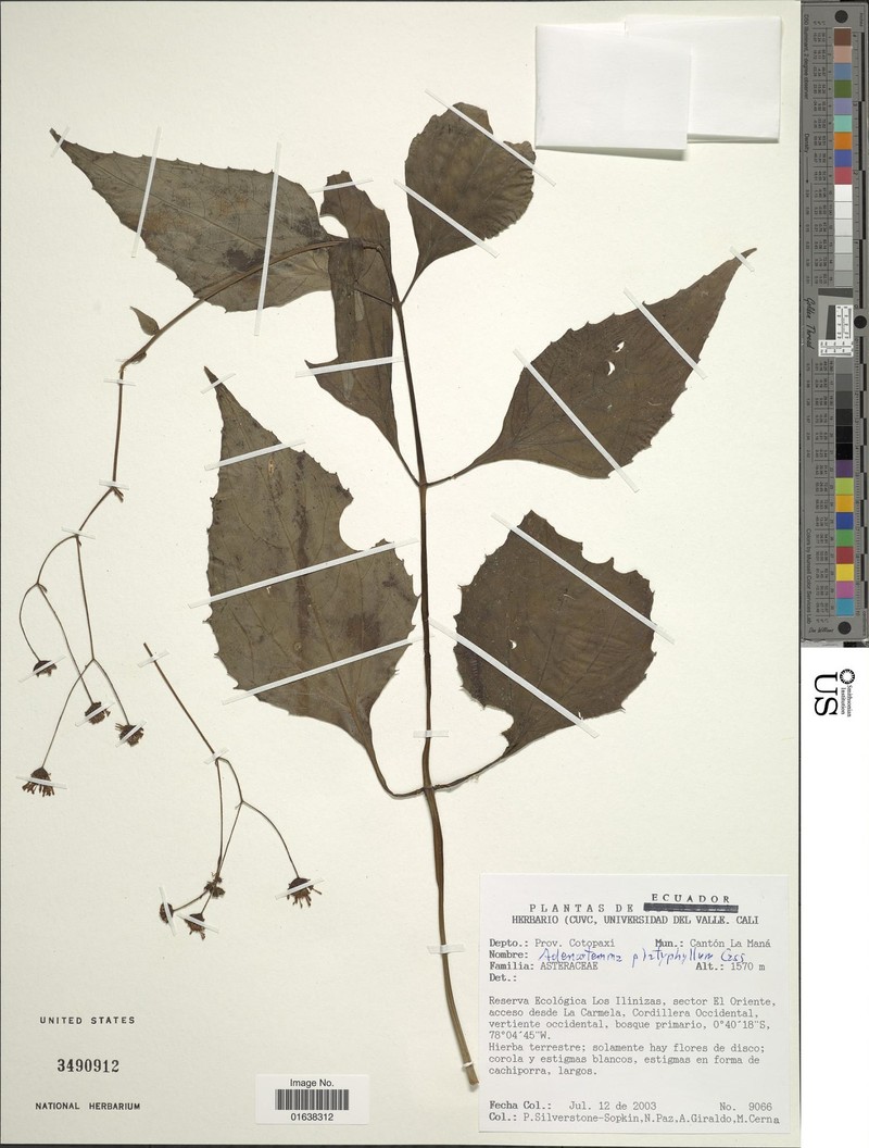 Adenostemma zakii photo 2