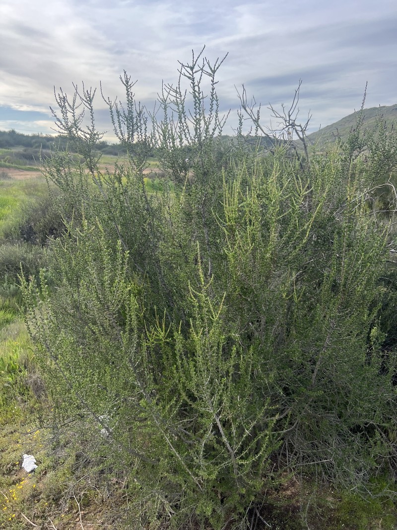 Adenostoma fasciculatum var. fasciculatum photo 2