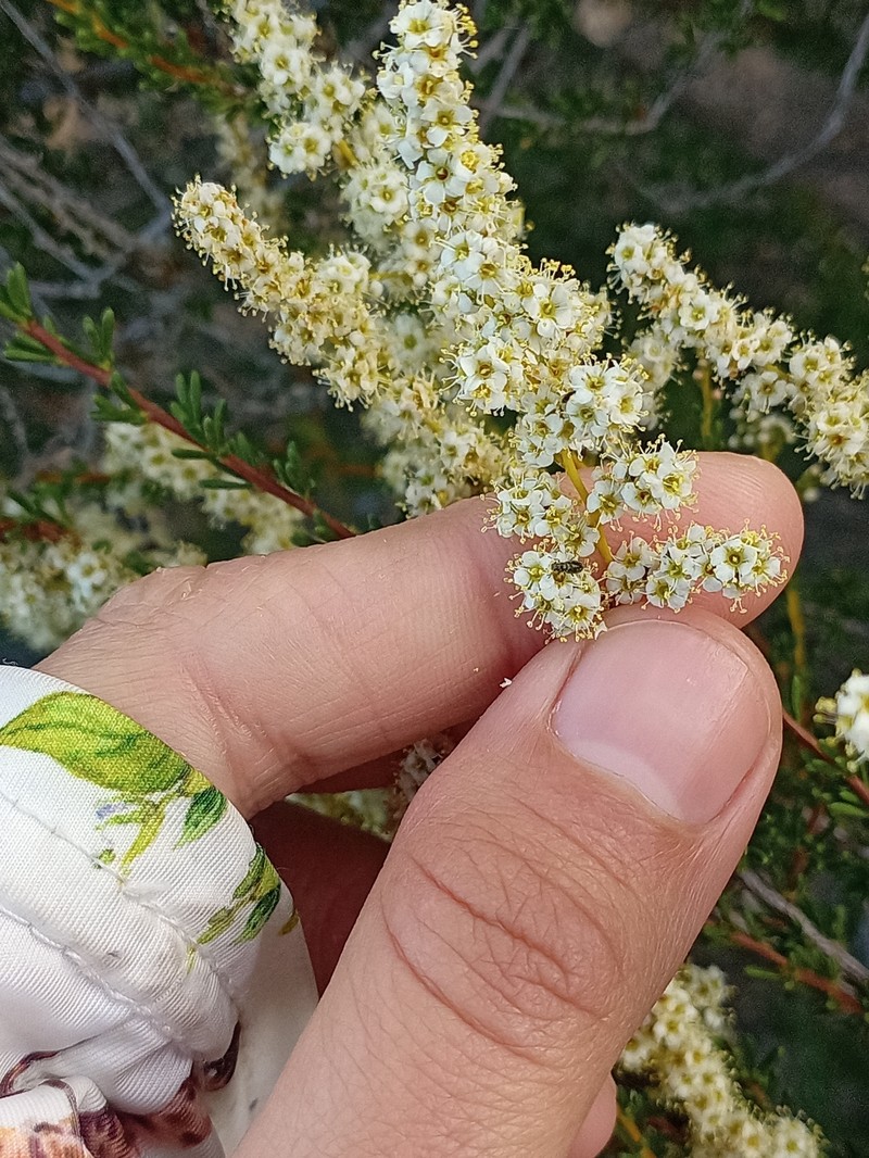 Adenostoma fasciculatum var. fasciculatum photo 3