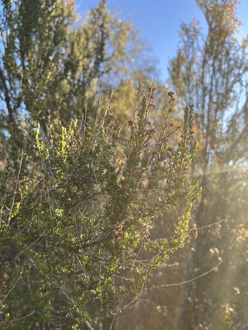 Adenostoma fasciculatum var. fasciculatum photo 4