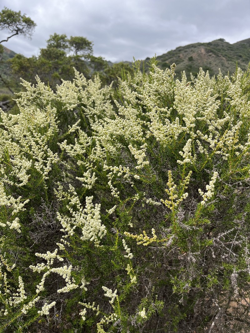 Adenostoma fasciculatum var. fasciculatum photo 5