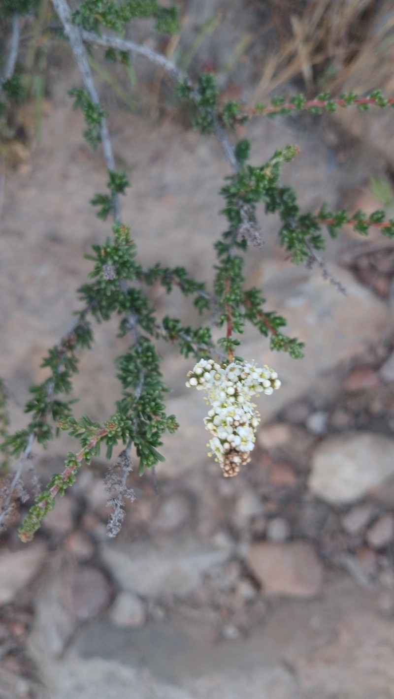 Adenostoma fasciculatum var. fasciculatum photo 6