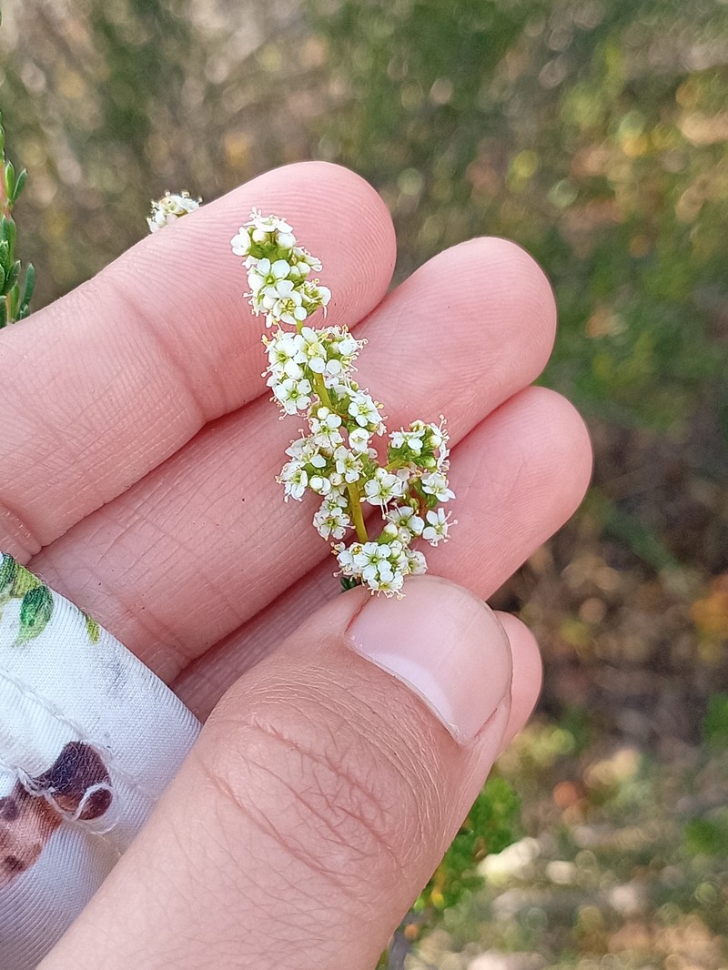 Adenostoma fasciculatum var. fasciculatum photo 7