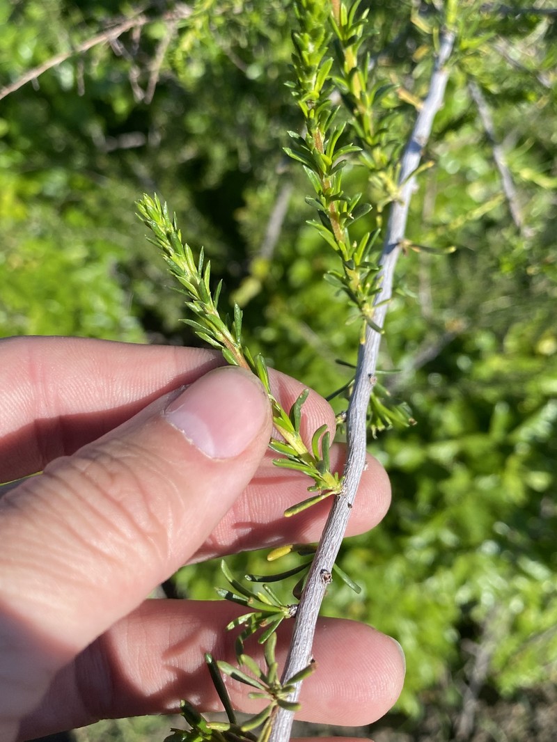 Adenostoma fasciculatum var. fasciculatum photo 8